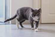 Glucose Curves For Cats Caninsulin