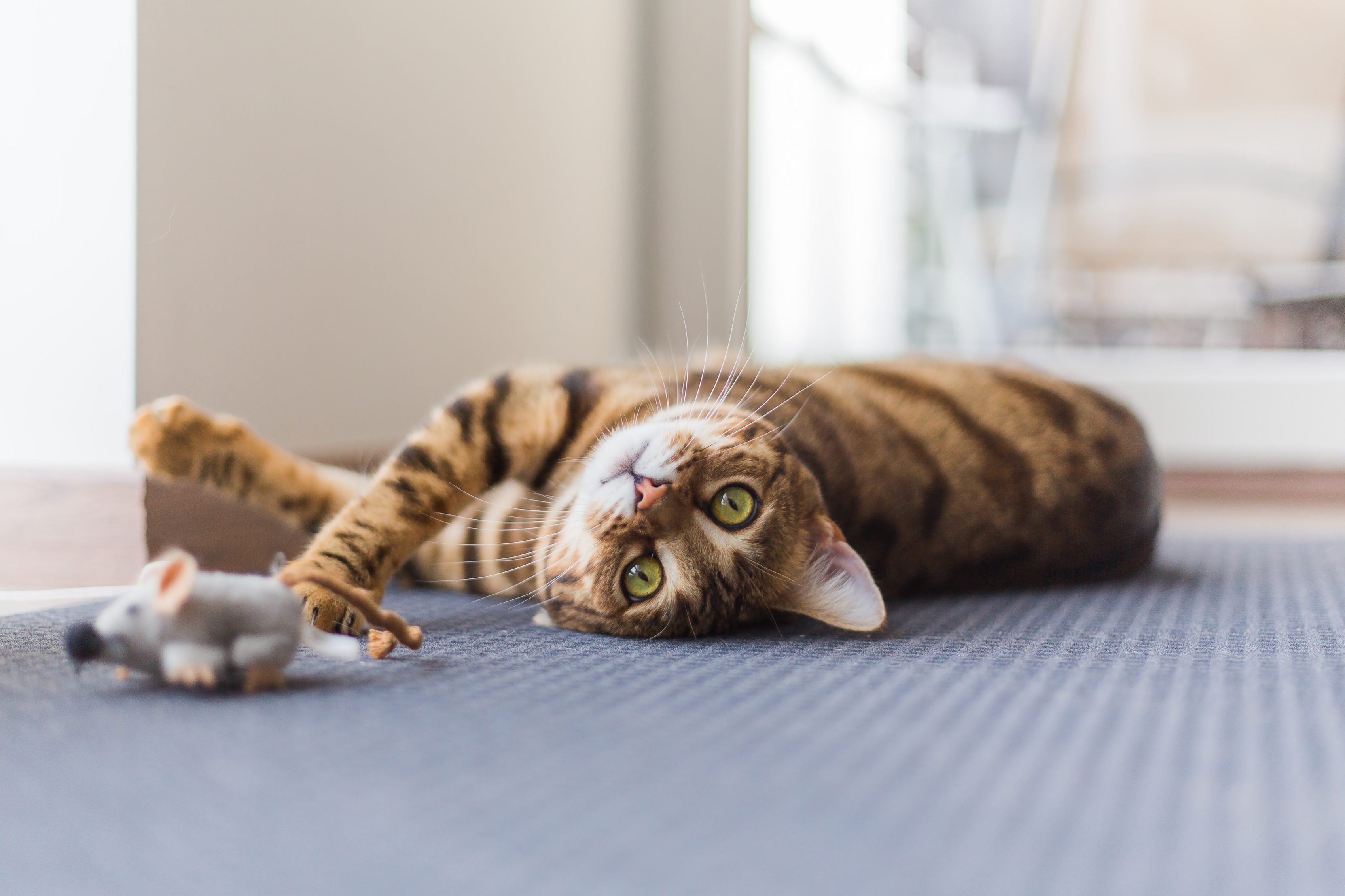 Frequently Asked Questions about Cat Diabetes   Caninsulin